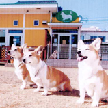 Dog Station D’s